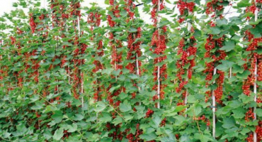 Jak pěstovat rybíz na kmeni vlastníma rukama krok za krokem, výsadba a péče,